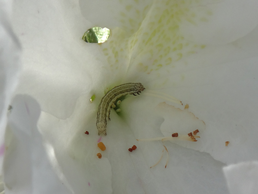 つつじの花で見た幼虫とか 季節の中で