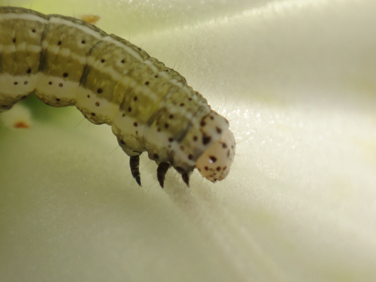 つつじの花で見た幼虫とか 季節の中で