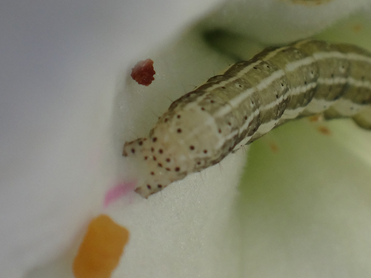 つつじの花で見た幼虫とか 季節の中で