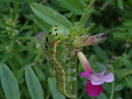 カラスノエンドウの茎で見かけた蛾の幼虫 季節の中で