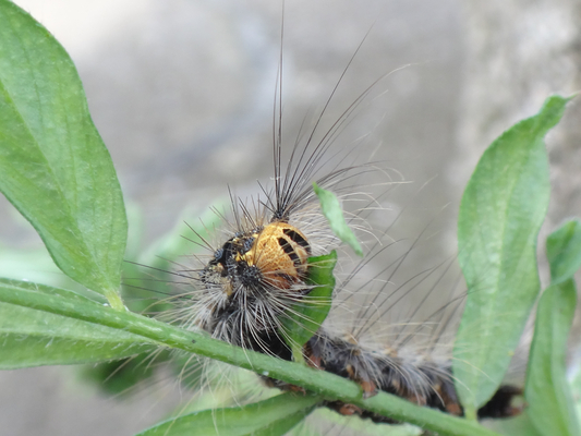 カラスノエンドウの葉を食べるマイマイガの幼虫 季節の中で