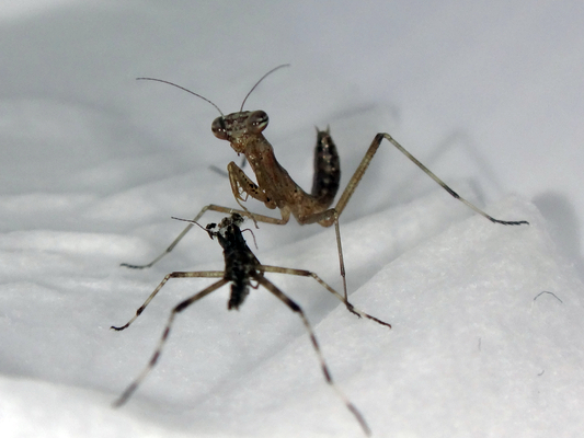 新たに誕生したコカマキリの幼虫ちゃん達 季節の中で