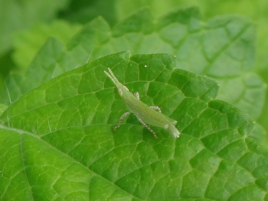 今年もアップルミントの葉におんぶバッタの幼虫ちゃんの姿が 季節の中で