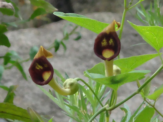 ウマノスズクサの花が咲いてました 季節の中で