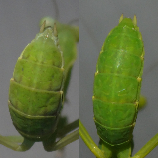 カマキリのオスとメスの違い（見分け方）ー幼虫編。: 季節の中で・・・。