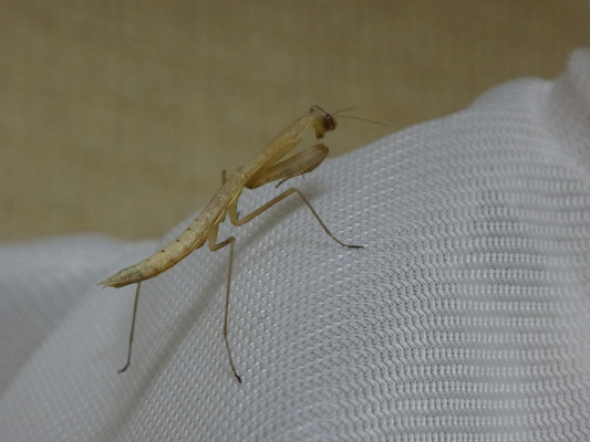 カマキリの飼育 21年編 季節の中で